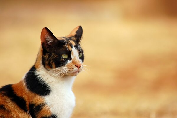 Tricolor domestic cat in nature