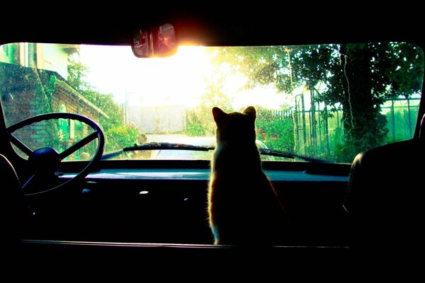 A domestic cat sits in the car and looks at the rain