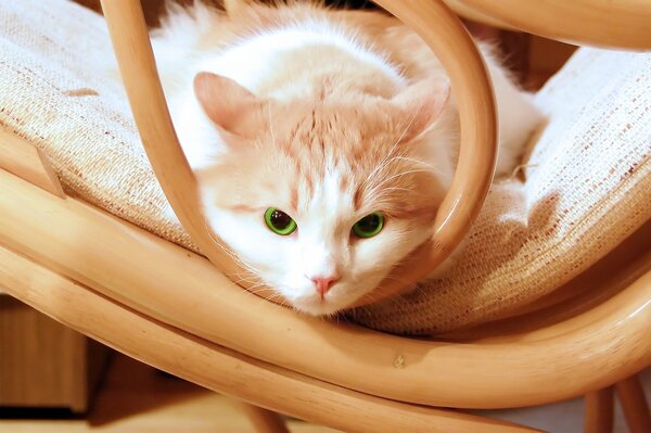 Ein Kätzchen mit grünen Augen liegt auf einem Stuhl und schnurrt