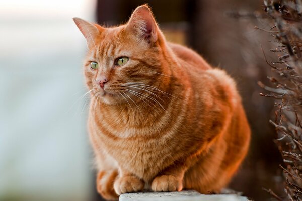 Reinrassige Katze mit roter Farbe