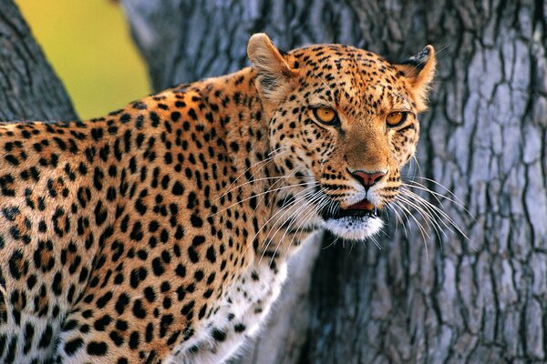 Wildkatze ist ein wütender Leopard auf einem Baum