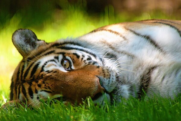 Ein interessanter Blick auf die Schnauze eines Tigers