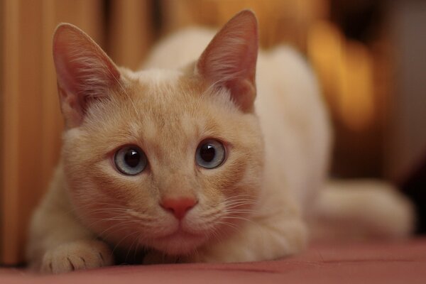 Gatto bianco con gli occhi azzurri