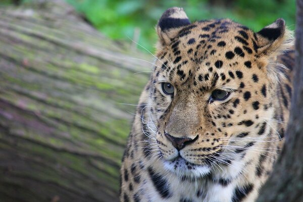 A beautiful leopard is lying on a tree trunk