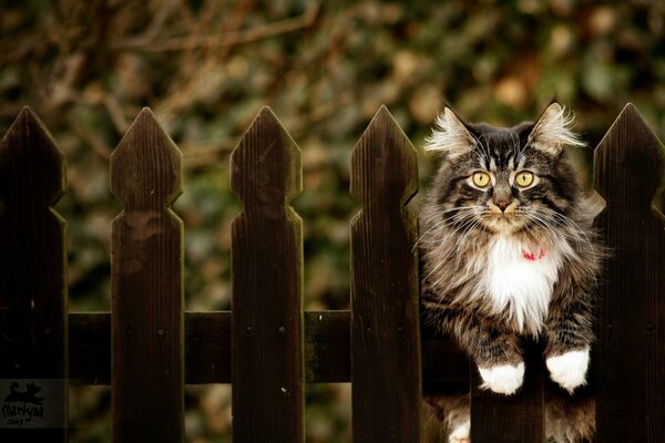 Il gatto si siede sul recinto e guarda sorpreso