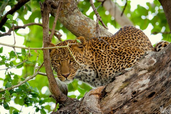 Leopard mit räuberischem Blick im Laub am Baum