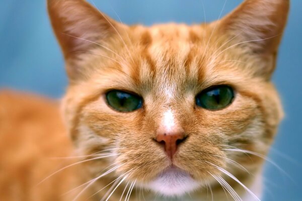 A red-haired cat with incredibly beautiful eyes