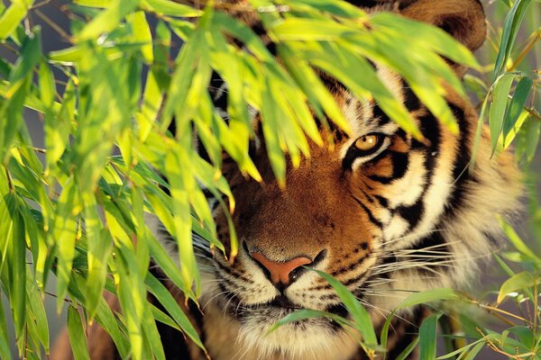 Тигр заныкался среди листвы, высунув морду стоит и смотрит