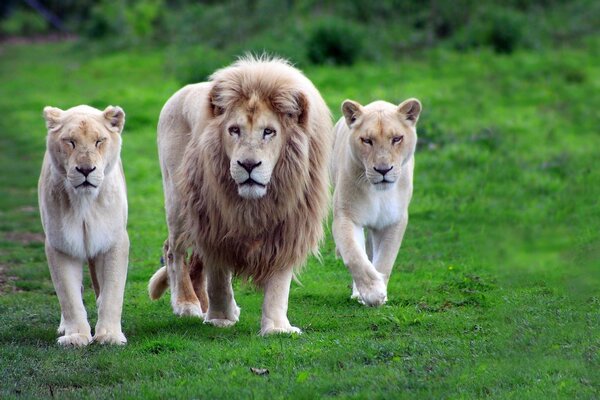 Un León y dos leonas caminan sobre la hierba