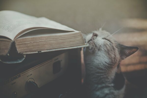 Oh, wenn Katzen lesen können