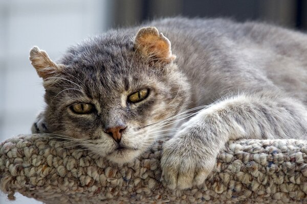 Bella faccia di gatto