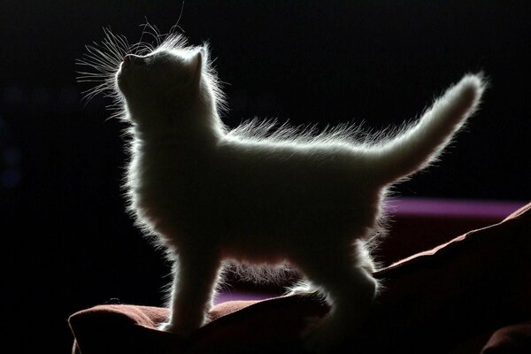 Chaton moelleux, bébé, queue de cheval, obscurité