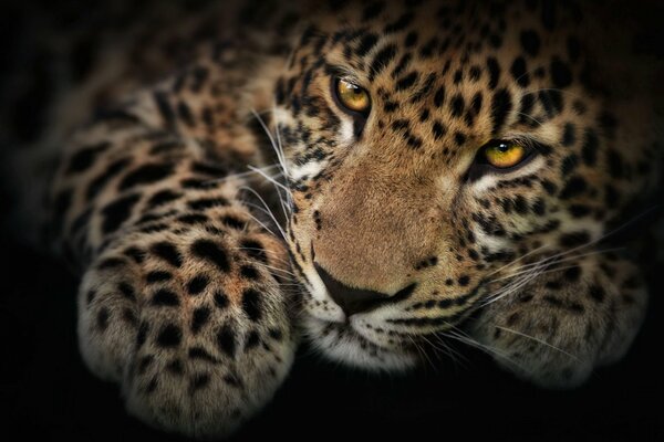 Der herrische Blick eines gefleckten Leoparden