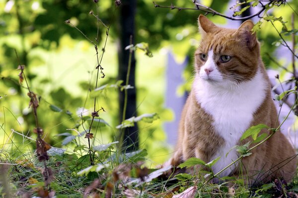 Gatto rosso con camicia bianca