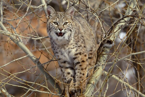 Un Lynx mécontent qui grimpe sur un arbre