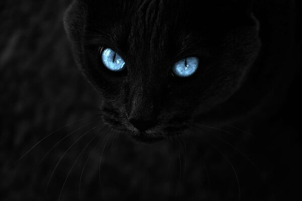 Schwarzer Panther mit blauen Augen