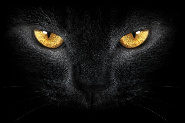 Chat noiravec des yeux jaunes