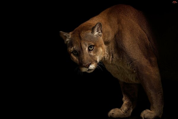 Cougar on a black background