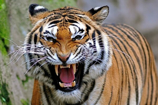 Enraged tiger shows his grin