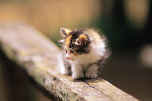 Gatito peludo en un tronco