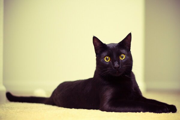 Un gato negro serio. Foto de gato doméstico