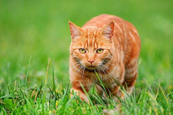 La mirada penetrante del gato rojo