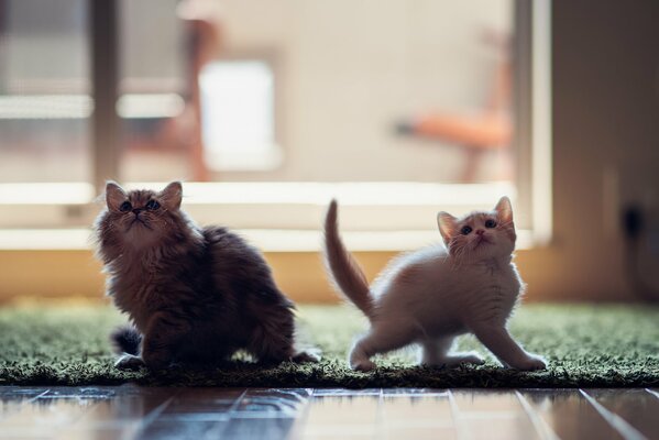 Dos lindos gatitos juguetones