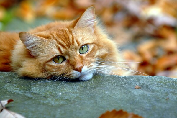 Autumn look of a red cat