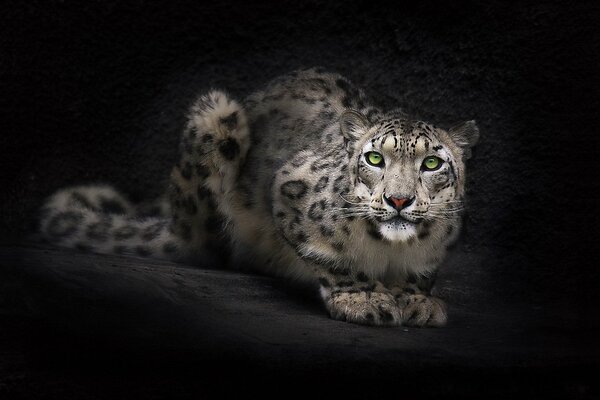 The snow leopard looks straight into the soul