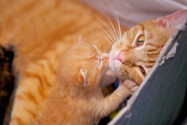 Foto di un gatto con un gattino in una scatola