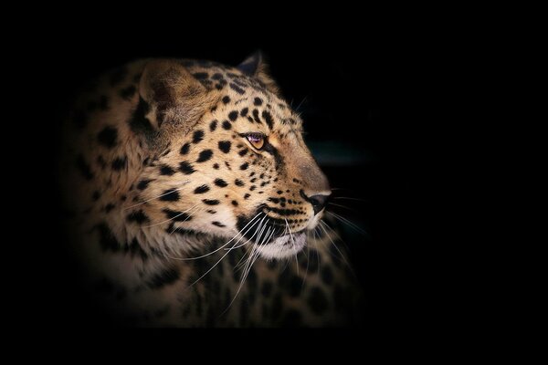 Leopard schaut auf schwarzem Hintergrund zur Seite