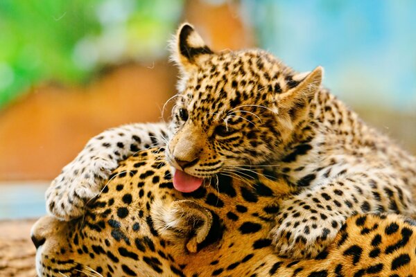 Leopard mom and her baby play