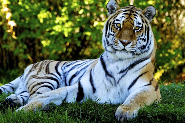 A predatory tiger lies on the green grass