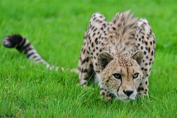 Gepard przygotowuje się do ataku na zdobycz