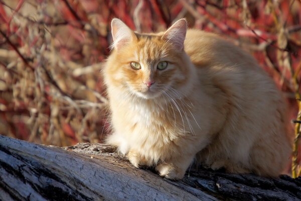 A cat sits on a tree in summer