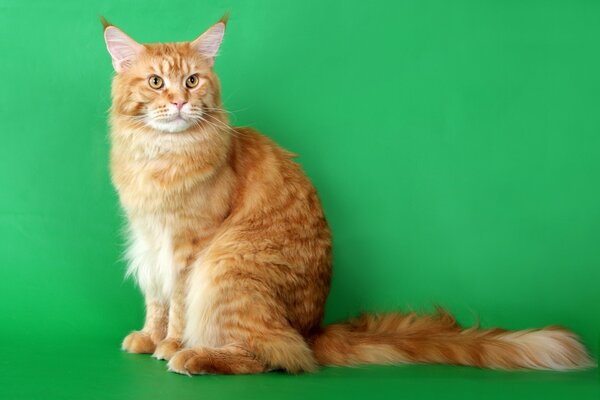 Red cat of the Maine Coon breed