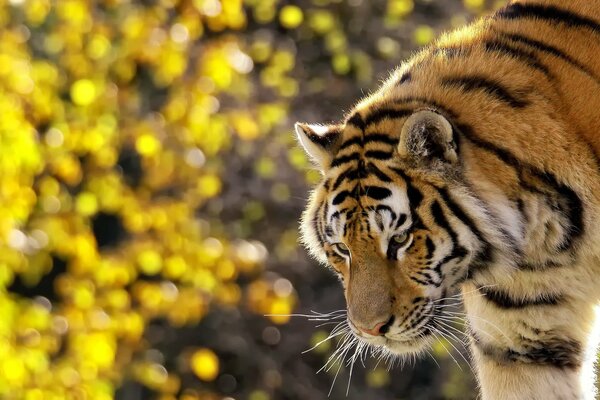 Pręgowany Tygrys, na pysku wąsy, stoi i patrzy