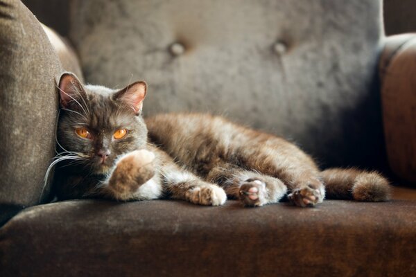 A British cat with red eyes is lying in a chair