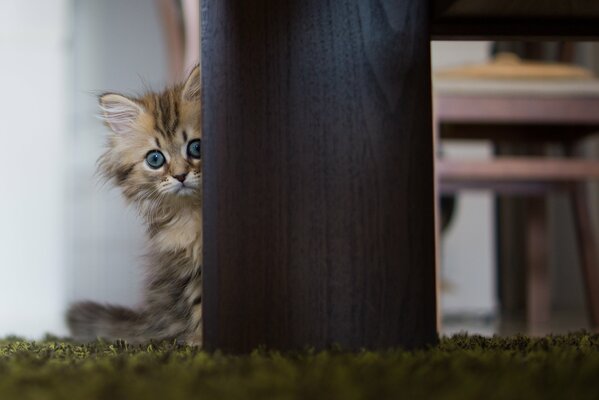 Cat table floor view