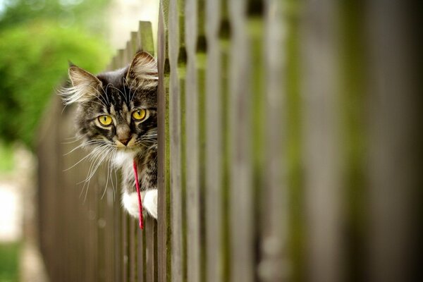 Graue Katze sitzt auf einem Zaun