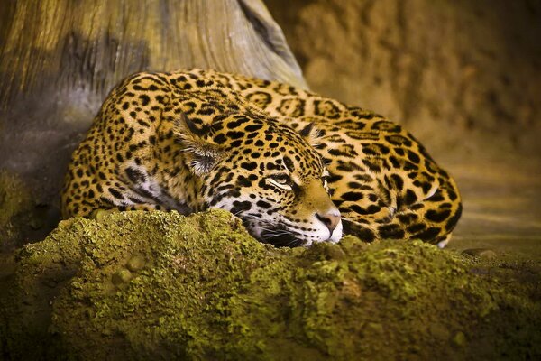 Jaguar resting on a green stone