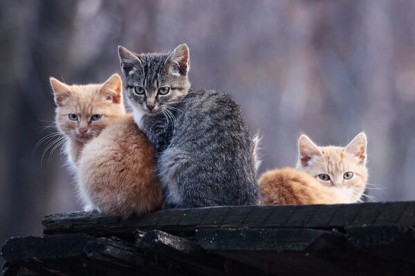 Three kittens are sitting on a piece of wood