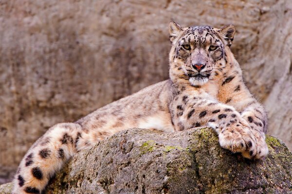 Leopardo delle nevi sulla pietra