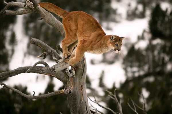 Predator cougar jumps from a tree