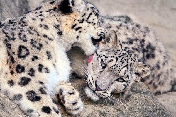 Paire de léopards des neiges. Tendresse dans la nature