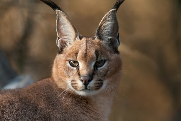 Caracal avec des glands sur les oreilles regarde