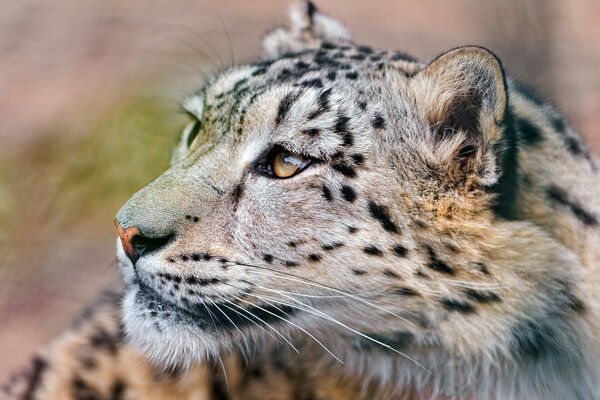 The snow leopard looks up