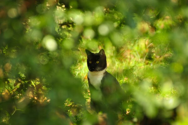 The black-and-white cat stood warily behind a bush