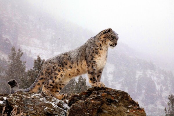 Un leopardo cubierto de nieve Mira desde la montaña