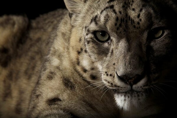 Snow leopard looks at the camera